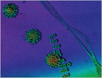 Biology_Environment